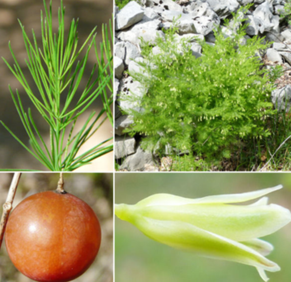 Asparago tenuifolius